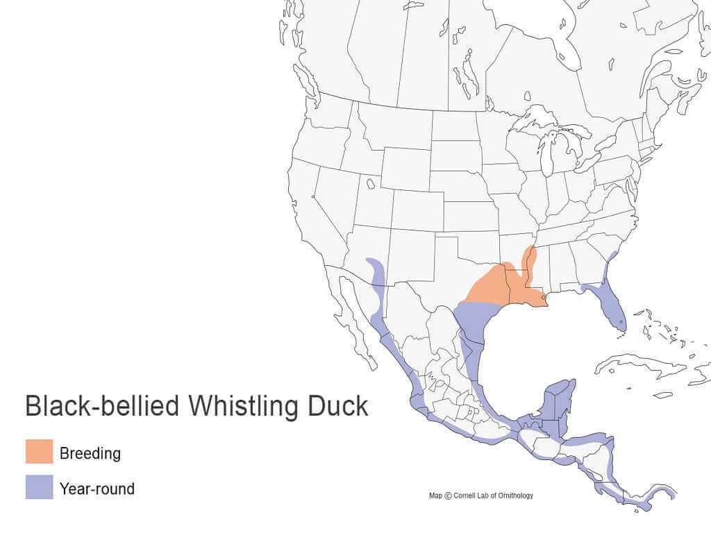black-bellied-duck-map.jpg